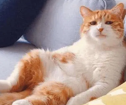 怎么区别猫抓板的好坏?怎样的才适合猫? 怎么区别猫抓板的好坏?怎样的才适合猫?