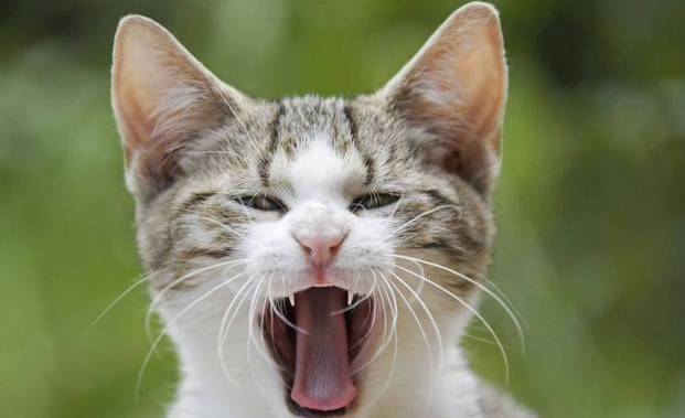 猫一直张嘴的原因，你知道吗？