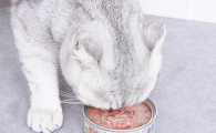 猫咪吃什么罐头好一点