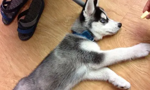 爱犬驱虫后出现不良反应，主人应注意三要点