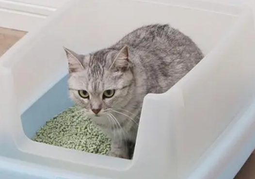 猫砂价格一般多少钱