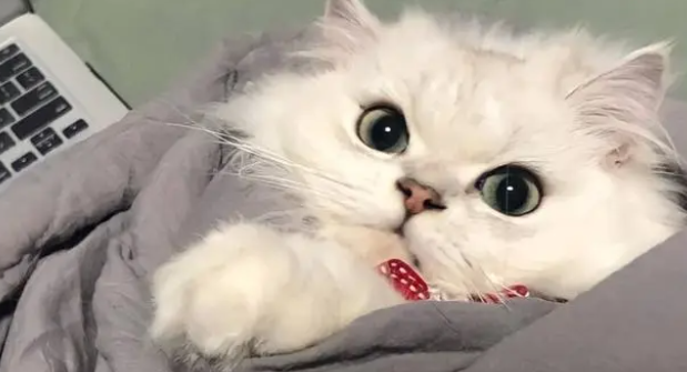 想做猫舍?这是你需要看的第一篇文章 想做猫舍?这是你需要看的第一篇文章