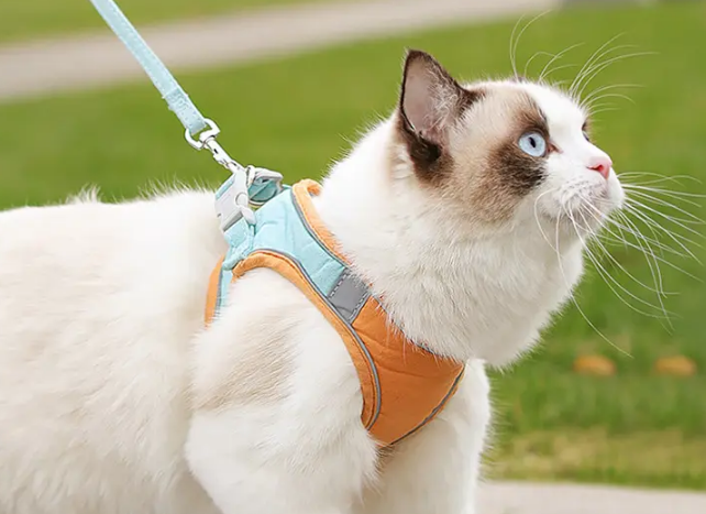 猫宠物牵引绳怎么戴的