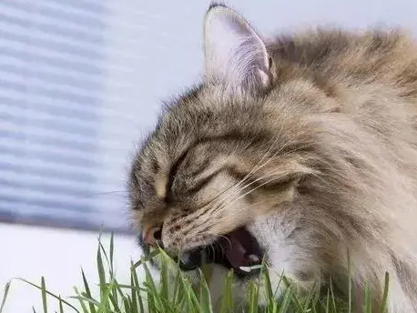 猫咪有必要吃猫草吗? 猫咪有必要吃猫草吗?