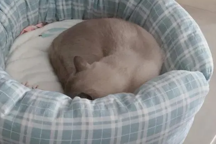 怎样给猫咪做窝