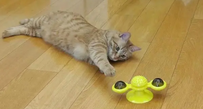 什么玩具猫咪玩不腻