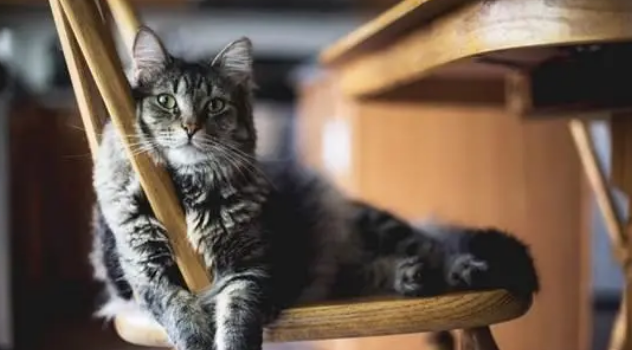详解猫用益生菌的好处与功效