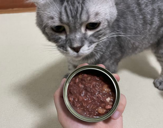 罐头和猫条哪个好