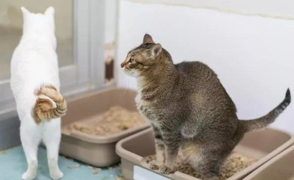 猫砂一般多少钱一袋 猫砂一般多少钱一袋