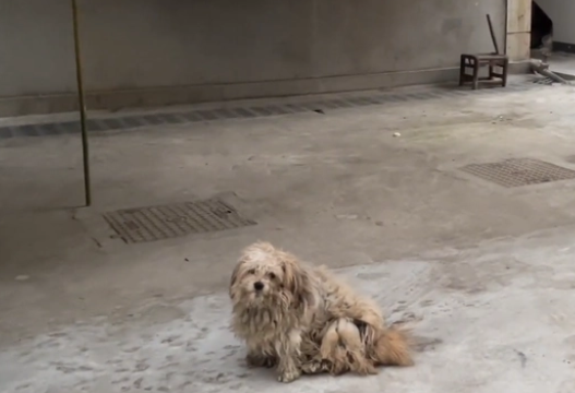 流浪两年多的泰迪犬,在被保安用棍棒打后变得异常胆小 流浪两年多的泰迪犬,在被保安用棍棒打后变得异常胆小