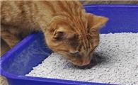 矿石猫砂好不好