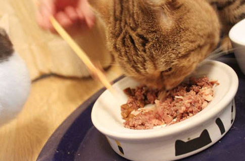 3个月猫咪吃多少罐头
