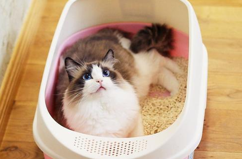 猫砂需要全换吗