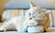 宠物猫消化不好怎么办