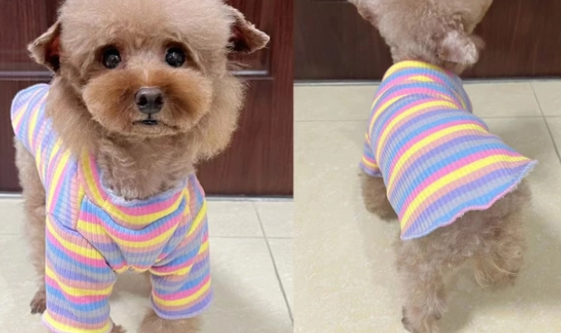 泰迪狗衣服秋冬装