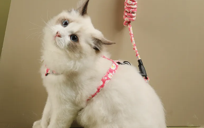 猫咪适合什么样的牵引绳