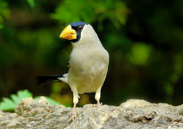黑头蜡嘴雀主要吃什么?看完你就晓得了