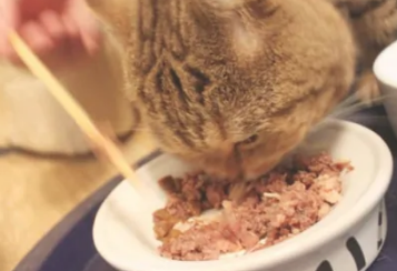 猫罐头怎么给猫吃