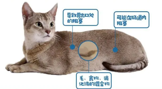 什么是猫草?为什么要给猫咪吃呢? 什么是猫草?为什么要给猫咪吃呢?