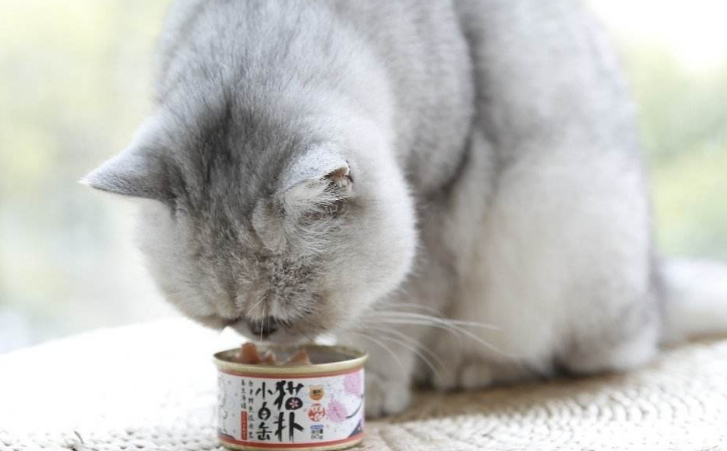 猫粮市场最新动态：营养与口感的新追求
