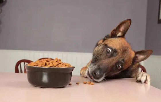 宠物犬“抗糖”指南 宠物犬“抗糖”指南