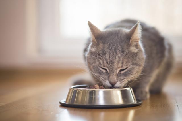 进口猫罐头品牌排行榜 进口猫罐头品牌排行榜