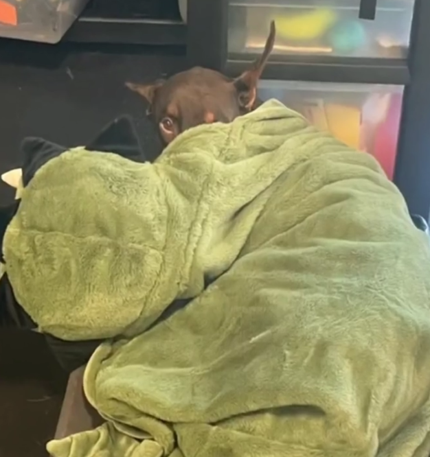 养了个威猛帅气的杜宾，结果它睡觉喜欢裹卡通小被被