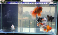 鱼缸水浑浊,该如何改变?老玩家来为您解答
