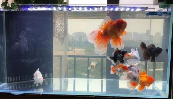 鱼缸水浑浊，该如何改变？老玩家来为您解答