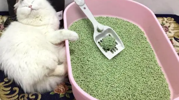 猫砂能晒吗,晒猫砂可以杀菌吗? 猫砂能晒吗,晒猫砂可以杀菌吗?