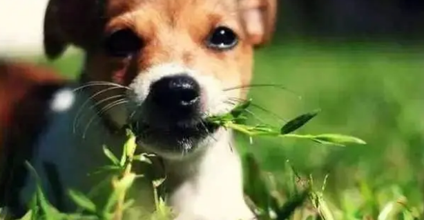 狗狗吃猫草害处?它为什么吃猫草 狗狗吃猫草害处?它为什么吃猫草