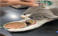 猫罐头一次喂几个