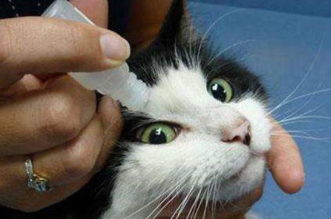 更昔洛韦滴眼液能给猫用吗