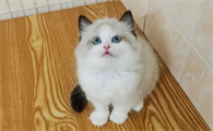 布偶吃什么猫粮