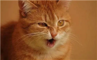 猫咪咳嗽吃什么药