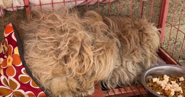 流浪两年多的泰迪犬，在被保安用棍棒打后变得异常胆小