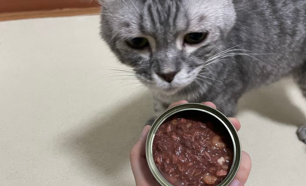 猫罐头一个月多少钱