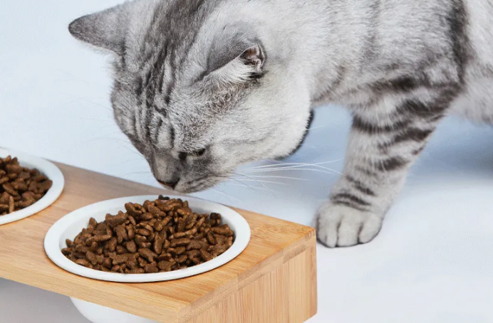 经常换猫粮好吗