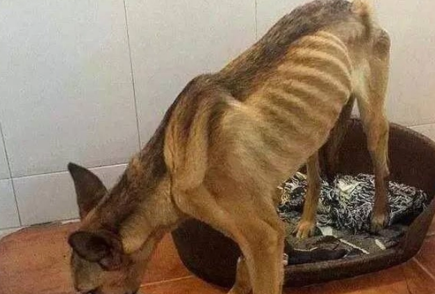 狗狗需要驱虫吗？