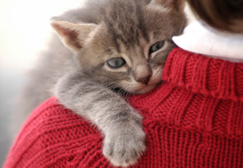 我家猫咪不让抱怎么办?这里可以了解 我家猫咪不让抱怎么办?这里可以了解