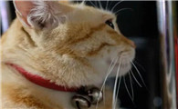 猫咪带项圈好吗
