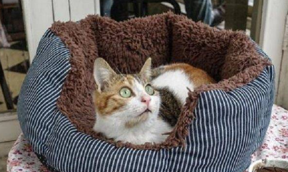 猫窝怎么布置