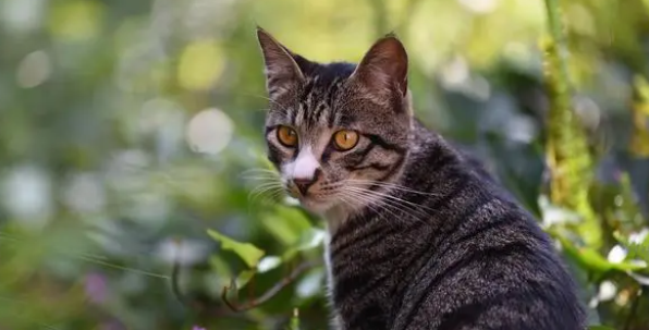 养猫笔记:猫尿闭吃利尿通管用吗 养猫笔记:猫尿闭吃利尿通管用吗
