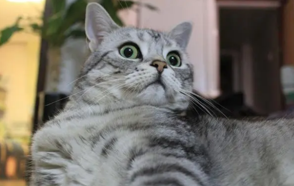 猫草为什么对猫咪很重要?来了解下吧 猫草为什么对猫咪很重要?来了解下吧