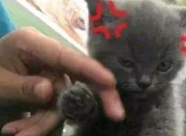 主人带猫主子剪指甲，猫咪全程不反抗，主人却全程战战兢兢！