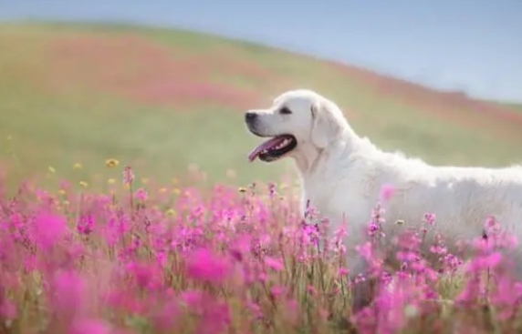 狗狗多久吃一次钙片 狗狗多久吃一次钙片