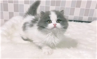 蓝白拿破仑是什么猫?竟然如此优秀!