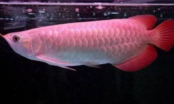 硝化细菌是从不断地维护鱼缸的水质中得来的! 硝化细菌是从不断地维护鱼缸的水质中得来的!