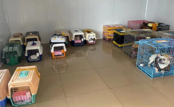 放假了家里毛孩子怎么办,2款能宠物托运顺风车了解一下 放假了家里毛孩子怎么办,2款能宠物托运顺风车了解一下