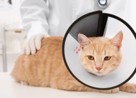 猫咪多大可以体内驱虫 猫咪多大可以体内驱虫